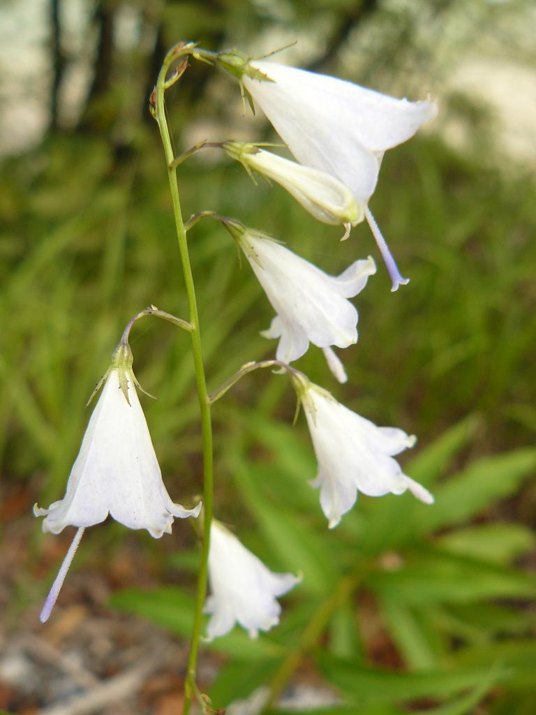 Adenophora liliifolia / Campanella odorosa